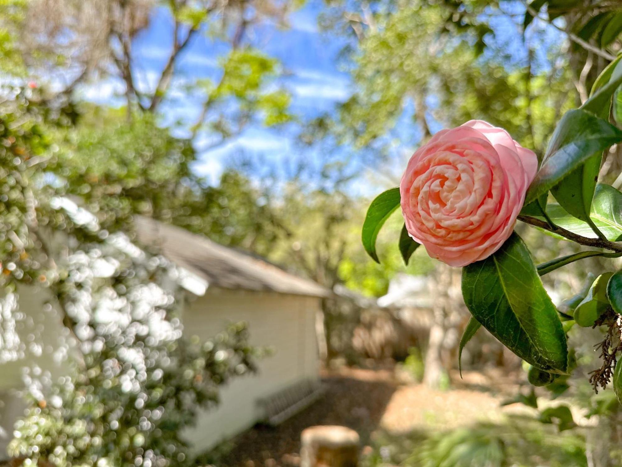 Adorable 1920S Home Near Uf Stadium Sleeps 10 Gainesville Kültér fotó